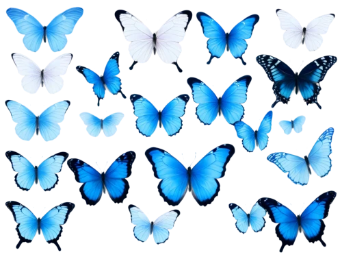 blue butterfly background,butterfly clip art,blue butterflies,butterfly vector,butterfly background,morpho,butterflies,butterfly pattern,morpho peleides,blue morpho,ulysses butterfly,blue butterfly,butterfly wings,moths and butterflies,mazarine blue butterfly,holly blue,callophrys,hesperia (butterfly),butterfly day,wing blue white,Conceptual Art,Sci-Fi,Sci-Fi 18