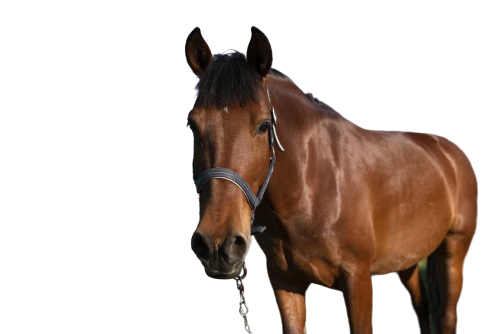 quarterhorse,standardbred,belgian horse,horse breeding,gelding,equine,portrait animal horse,a horse,brown horse,arabian horse,warm-blooded mare,weehl horse,horse tack,equestrian helmet,equine coat colors,przewalski's horse,racehorse,draft horse,thoroughbred arabian,bridle