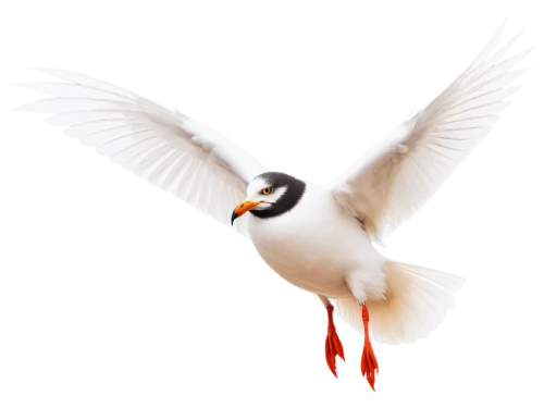 flying common tern,tern bird,royal tern,caspian tern,common tern,arctic tern,tern flying,tern,flying tern,forster s tern,river tern,whiskered tern,fairy tern,sandwich tern,sterna hirundo,dove of peace,bird png,galliformes,little tern,silver tern,Conceptual Art,Daily,Daily 26