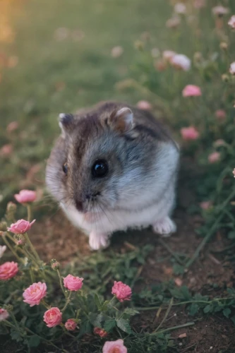bunny on flower,flower animal,meadow jumping mouse,hamster,picking flowers,field mouse,degu,cute animal,on a wild flower,blossom kitten,baby bunny,small animal,little flower,gerbil,baby rabbit,little bunny,chinchilla,white footed mouse,cute animals,grasshopper mouse