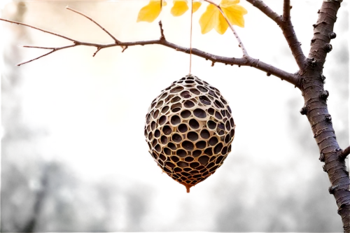 lotus seed pod,conifer cone,seed pod,pine cone,fir cone,banksia,bee hive,bee eggs,pine cones,insect ball,pinecone,trypophobia,bee house,honeycomb structure,pine cone pattern,insect house,bee hotel,acorn,pinecones,beehive,Illustration,Abstract Fantasy,Abstract Fantasy 05
