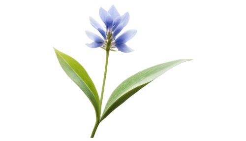 flowers png,gentian,trumpet gentian,gentiana,stemless gentian,gentians,closed blue gentian,cyanus cornflower,flax-leaved tulip,crown chakra flower,flower illustration,india hyacinth,agapanthus,fernleaf lavender,muscari armeniacum,striped squill,tuberose,blue flower,blue grape hyacinth,tulipan violet,Illustration,Realistic Fantasy,Realistic Fantasy 16