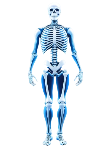 skeletal,skeletal structure,the human body,human skeleton,skeleton,human body,x-ray,human body anatomy,medical radiography,anatomical,calcium,human anatomy,xray,biomechanically,anatomy,medical imaging,radiography,skeleton sections,skeletons,whole body,Art,Classical Oil Painting,Classical Oil Painting 27
