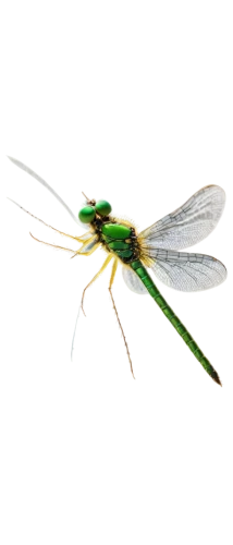 gonepteryx cleopatra,gonepteryx rhamni,lacewing,green-tailed emerald,eumenidae,coenagrion,aix galericulata,erinaceidae,elapidae,banded demoiselle,chelydridae,dolichopodidae,chrysops,halictidae,cyprinidae,axyridis,limulidae,mayflies,membrane-winged insect,mantidae,Art,Artistic Painting,Artistic Painting 49