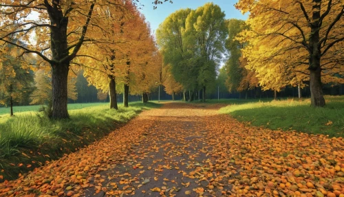 autumn background,autumn walk,tree lined path,autumn scenery,autumn landscape,tree lined lane,autumn in the park,autumn idyll,fall landscape,autumn day,autumn trees,golden autumn,autumn park,autumn forest,autumn theme,just autumn,tree-lined avenue,autumn round,autumn morning,autumn season,Photography,General,Realistic