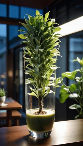 container plant,dark green plant,olive in the glass,green plant,ikebana,houseplant,tea plant,potted plant,gyokuro,longjing tea,money plant,indoor plant,juice plant,the plant,tieguanyin,kangkong,planter's punch,salad plant,lemon basil,lucky bamboo