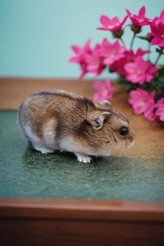 grasshopper mouse,white footed mouse,kangaroo rat,meadow jumping mouse,jerboa,field mouse,schleich,gerbil,dormouse,hamster,wood mouse,degu,hamster buying,hamster shopping,white footed mice,mouse,musical rodent,straw mouse,small animal,i love my hamster