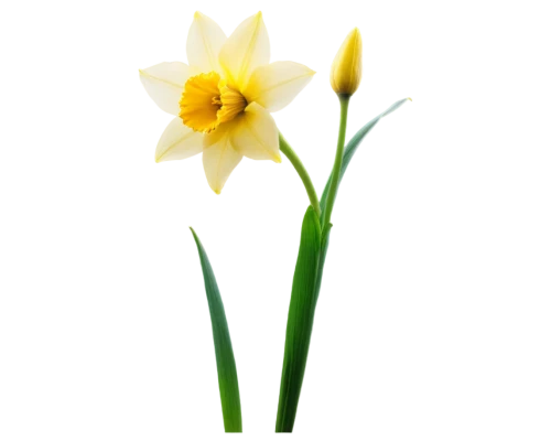 flowers png,the trumpet daffodil,daffodil,daffodils,turkestan tulip,tulipa,jonquils,tulip white,minimalist flowers,tulipa tarda,narcissus,yellow daffodil,narcissus pseudonarcissus,yellow daffodils,novruz,tulipa sylvestris,star-of-bethlehem,tulpenbüten,easter lilies,flower background,Conceptual Art,Daily,Daily 06
