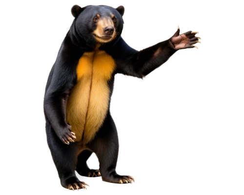 sun bear,spectacled bear,bear,scandia bear,nordic bear,mustelid,slothbear,great bear,pandabear,strohbär,left hand bear,cute bear,mozilla,bear kamchatka,kodiak bear,anthropomorphized animals,american black bear,animal mammal,mammalian,cangaroo,Illustration,Japanese style,Japanese Style 16