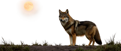 red wolf,czechoslovakian wolfdog,saarloos wolfdog,howling wolf,coyote,wolfdog,dhole,howl,vulpes vulpes,tamaskan dog,canis lupus tundrarum,wolf,gray wolf,canidae,european wolf,wolf hunting,scent hound,canis lupus,new guinea singing dog,jackal,Art,Classical Oil Painting,Classical Oil Painting 15