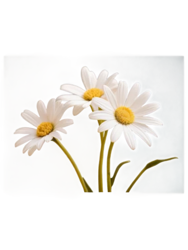 leucanthemum,marguerite daisy,oxeye daisy,shasta daisy,bellis perennis,flowers png,ox-eye daisy,leucanthemum maximum,mayweed,common daisy,flannel flower,daisy flowers,echinacea purpurea 'white swan,south african daisy,erigeron,barberton daisies,marguerite,argyranthemum frutescens,african daisy,small white aster,Conceptual Art,Oil color,Oil Color 13