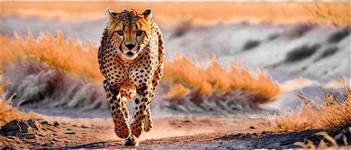 african leopard,cheetah,serengeti,hosana,etosha,leopard,cheetahs,namib,leopard head,jaguar,wildlife,safari,steppe,felidae,giraffidae,animal mammal,samburu,spotted deer,namibia,steppe hare,Photography,Artistic Photography,Artistic Photography 15