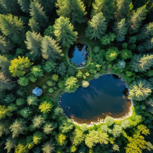 trillium lake,coniferous forest,a small lake,temperate coniferous forest,alpine lake,germany forest,two jack lake,floating over lake,tropical and subtropical coniferous forests,aerial landscape,drone image,slowinski national park,forests,bavarian forest,drone shot,bird's-eye view,drone view,house in the forest,lake tanuki,tree tops,Art,Artistic Painting,Artistic Painting 22