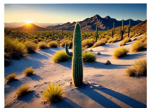 organ pipe cactus,desert plant,desert desert landscape,sonoran desert,dutchman's-pipe cactus,sonoran,desert landscape,saguaro,desert plants,cactus digital background,organ pipe,capture desert,cactus,mojave desert,cacti,desert background,prickly pear,the desert,arid landscape,desert,Illustration,Realistic Fantasy,Realistic Fantasy 26