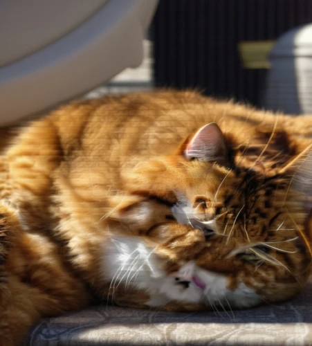 beautiful cat asleep,toyger,american bobtail,red tabby,sleeping cat,street cat,american curl,kurilian bobtail,cat resting,cat sleeping on back,maincoon,radar dish,cats playing,two cats,sun-bathing,cat image,feral cat,shelter cat,tabby cat,domestic cat,Photography,General,Realistic