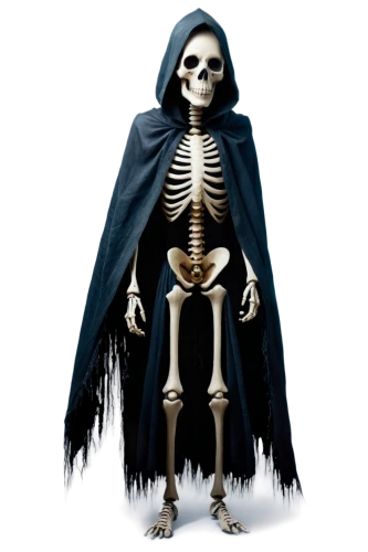 skeleltt,vintage skeleton,skeleton,skeletal,human skeleton,day of the dead skeleton,grim reaper,halloween vector character,skeletons,skull bones,calcium,skeletal structure,scull,dance of death,bone,vanitas,png transparent,png image,grimm reaper,halloween banner,Illustration,Abstract Fantasy,Abstract Fantasy 06