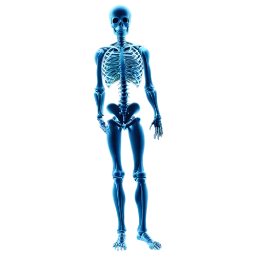 human skeleton,skeletal,skeletal structure,the human body,human body anatomy,skeleton,human body,articulated manikin,human anatomy,x-ray,medical radiography,anatomical,skeleltt,calcium,xray,anatomy,skeletons,vintage skeleton,medical imaging,uv,Photography,Fashion Photography,Fashion Photography 24