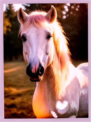 albino horse,portrait animal horse,haflinger,belgian horse,dream horse,iceland horse,palomino,my little pony,vintage horse,pony,colorful horse,australian pony,unicorn,kutsch horse,golden unicorn,horse-heal,a horse,equine,a white horse,gypsy horse,Photography,Documentary Photography,Documentary Photography 03