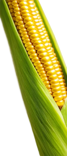 corn,maize,sweet corn,sweetcorn,corn kernels,corn ordinary,forage corn,wheat ear,corn on the cob,ears of corn,corn salad,winter corn,grain ears,corn straw,ornamental corn,wheat ears,playcorn,citronella,green wheat,triticum durum,Conceptual Art,Fantasy,Fantasy 02