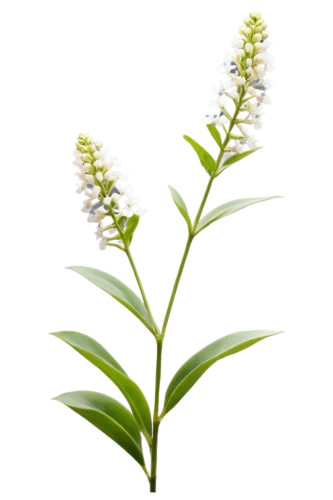 citronella,pontederia,pineapple lily,flowers png,eucomis,veratrum,striped squill,lily of the valley,lily of the field,beardtongue,gentiana,plantago,aromatic plant,oil-related plant,lily of the desert,melissa officinalis,lilly of the valley,dulcimer herb,wild horsemint,hard-leaved pocket orchid,Photography,Documentary Photography,Documentary Photography 33
