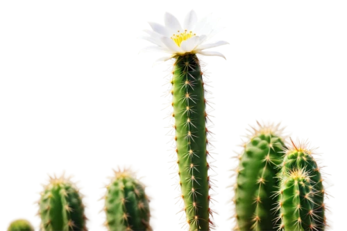 cactus digital background,night-blooming cactus,cactus,cactus flowers,peniocereus,large-flowered cactus,moonlight cactus,desert flower,prickly flower,san pedro cactus,phytolaccaceae,cactus flower,cacti,hieracium,flowers png,minimalist flowers,desert plant,illustration of the flowers,flowering,prickly,Photography,Documentary Photography,Documentary Photography 33