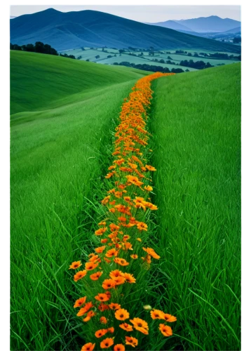 lilies of the valley,field of flowers,flower field,flowers field,field of rapeseeds,orange flowers,field of cereals,poppies in the field drain,lily of the field,orange petals,field of poppies,blooming field,lilly of the valley,flower wall en,poppy field,trollius of the community,poppy fields,marigolds,blanket of flowers,field flowers,Photography,Documentary Photography,Documentary Photography 28