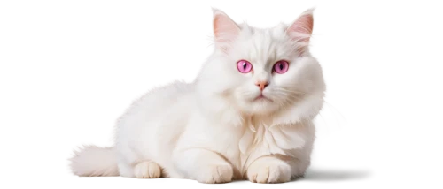 turkish angora,white cat,turkish van,pink cat,cats angora,angora rabbit,angora,british longhair cat,birman,japanese bobtail,kurilian bobtail,ragdoll,cat vector,cat image,breed cat,american bobtail,cat with blue eyes,domestic long-haired cat,doll cat,cat kawaii,Unique,Design,Knolling