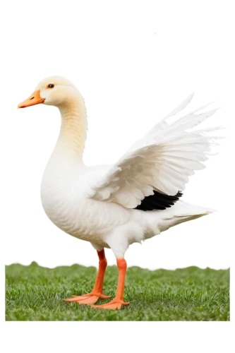 gooseander,cayuga duck,snow goose,ornamental duck,brahminy duck,nile goose,duck,goose,bird png,female duck,greylag goose,easter goose,duck bird,galliformes,pato,araucana,platycercus,a pair of geese,anatidae,larus,Art,Classical Oil Painting,Classical Oil Painting 22