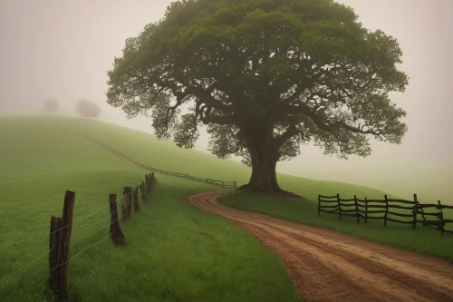 foggy landscape,isolated tree,lone tree,morning mist,green landscape,rural landscape,country road,foggy day,landscape nature,nature landscape,landscape photography,morning fog,ground fog,countryside,beautiful landscape,tree lined,autumn fog,landscape background,tree lined path,green tree,Conceptual Art,Daily,Daily 30