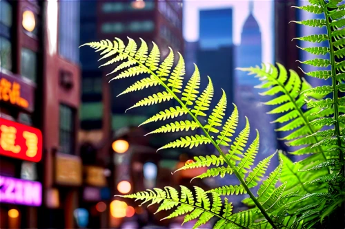 fern plant,ferns,ostrich fern,fern fronds,fern leaf,ferns and horsetails,leaf fern,fern,tree ferns,green wallpaper,hong kong,green leaves,frond,vegetation,tokyo,taipei,grass fronds,forest plant,young frond,urban landscape,Conceptual Art,Sci-Fi,Sci-Fi 26