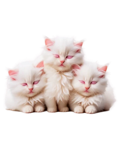 kittens,baby cats,cat family,small to medium-sized cats,turkish angora,cute cat,turkish van,cats angora,white cat,american curl,cute animals,pink family,pink cat,blossom kitten,felines,cattles,cats,cat lovers,cat image,japanese bobtail,Art,Classical Oil Painting,Classical Oil Painting 26