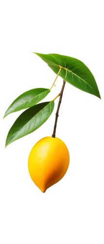 carambola,mango,star fruit,kumquat,lemon tree,loquat,wild yellow plum,yellow plum,lemon background,calamondin,valencia orange,oleaceae,yellow fruit,starfruit,starfruit plant,ylang-ylang,limonana,yellow ball plant,growing mandarin tree,artocarpus,Illustration,Japanese style,Japanese Style 17