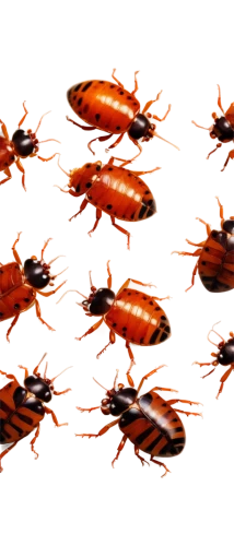 red bugs,earwigs,fire ants,insects,homarus,milvus migrans,arthropods,darkling beetles,beetles,earwig,swarm,ants,mites,ticks,bugs,locusts,cockroach,swarms,shield bugs,agalychnis,Unique,Paper Cuts,Paper Cuts 01