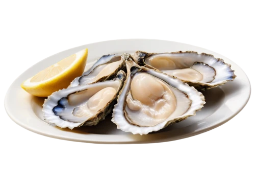 oysters,bivalve,oyster,shellfish,baltic clam,oyster pail,oysters rockefeller,sea food,clams,molluscs,new england clam bake,clamshell,sea foods,oyster vermicelli,clam,whelk,seafood,clam sauce,mussel,mollusks,Photography,Fashion Photography,Fashion Photography 20