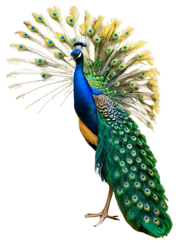 male peacock,peacock,peafowl,blue peacock,fairy peacock,prince of wales feathers,peacock feathers,an ornamental bird,perico,nicobar pigeon,ring-necked pheasant,meleagris gallopavo,ornamental bird,bird png,peacocks carnation,guatemalan quetzal,blue parrot,sri lanka,barbet,bird illustration,Conceptual Art,Daily,Daily 06