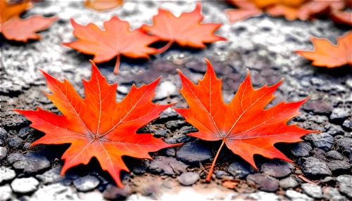 maple leaf red,red maple leaf,maple leaves,maple leaf,red leaf,red leaves,colored leaves,fallen leaves,leaf maple,maple foliage,colorful leaves,maple leave,yellow maple leaf,leaf background,acer japonicum,reddish autumn leaves,red maple,maple seeds,autumn leaf,autumnal leaves,Illustration,Realistic Fantasy,Realistic Fantasy 13