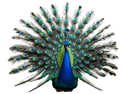 male peacock,peacock,peacock feathers,blue peacock,fairy peacock,peafowl,peacock feather,prince of wales feathers,peacocks carnation,bird png,peacock eye,an ornamental bird,parrot feathers,meleagris gallopavo,feathers bird,beak feathers,color feathers,perico,blue parrot,feather headdress,Conceptual Art,Sci-Fi,Sci-Fi 18