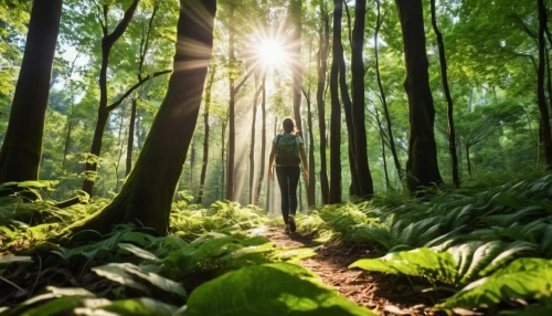 aaa,green forest,tropical and subtropical coniferous forests,people in nature,nature and man,forest floor,forest workplace,forest background,germany forest,forest walk,forest path,photosynthesis,holy forest,aa,forest of dreams,forest man,forests,the forests,fairy forest,the way of nature,Photography,General,Realistic