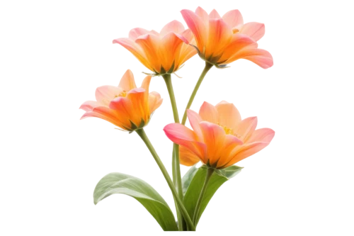 flowers png,tulip background,orange tulips,tulipa,turkestan tulip,tulip flowers,yellow orange tulip,two tulips,tulip,tulips,flower background,tulipa tarda,tulip bouquet,wild tulips,pink tulips,freesia,defense,pink tulip,tulip blossom,crocuss,Photography,General,Fantasy