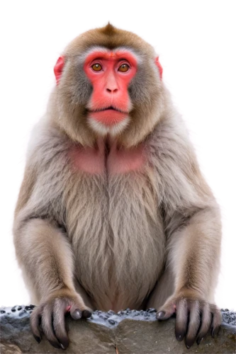 japanese macaque,rhesus macaque,macaque,barbary monkey,uakari,barbary ape,barbary macaque,japan macaque,crab-eating macaque,baboon,primate,snow monkey,ape,bleeding-heart baboon,barbary macaques,mandrill,monkey,the blood breast baboons,cercopithecus neglectus,long tailed macaque,Art,Classical Oil Painting,Classical Oil Painting 09