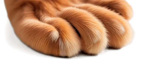 dog paw,bear paw,cat's paw,paw,dog cat paw,pawprint,paws,pawprints,fur,paw print,furry,fur clothing,paw prints,tails,cat paw mist,furta,bird's foot,foots,cowhide,claws,Photography,Artistic Photography,Artistic Photography 06