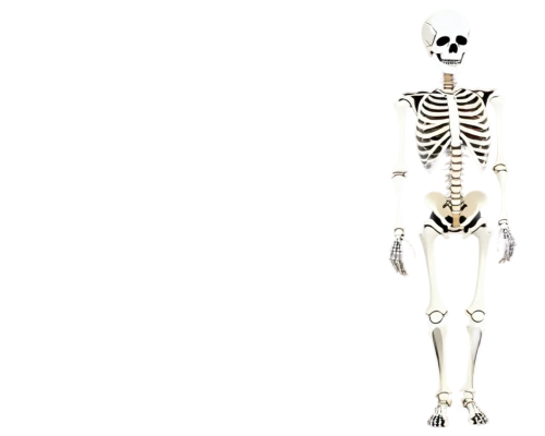 skeletal,human skeleton,vintage skeleton,skeletons,skeleton,skeletal structure,calcium,skeleltt,bone,day of the dead skeleton,bones,wall,danse macabre,bowl bones,halloween banner,halloween background,skull bones,halloween wallpaper,skulls bones,human halloween,Illustration,Abstract Fantasy,Abstract Fantasy 10