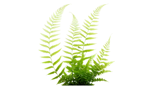 fern plant,leaf fern,fern leaf,ostrich fern,ferns,fern,hornwort,fern fronds,chervil,ferns and horsetails,citronella,aquatic herb,motherwort,frond,young frond,summer savory,nettle leaves,cleavers,stevia,sheep's sorrel,Photography,Artistic Photography,Artistic Photography 13