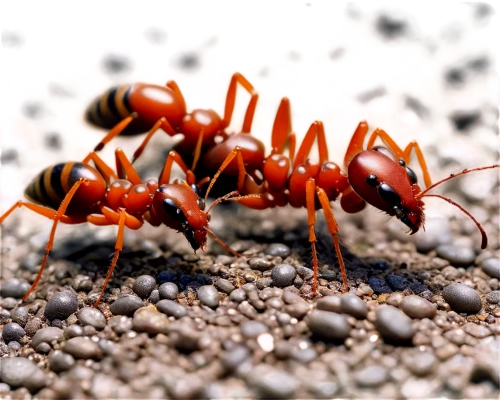 centipede,mound-building termites,ants,fire ants,termite,ant,earwigs,ant hill,earwig,arthropods,red bugs,anthill,ants climbing a tree,mites,carpenter ant,insects,crawling,amphipoda,predators,springtail,Illustration,Vector,Vector 11