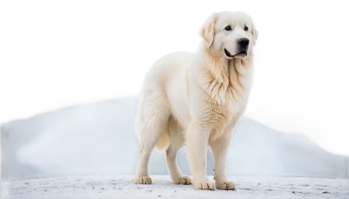 afghan hound,pyrenean mastiff,maremma sheepdog,livestock guardian dog,kuvasz,white dog,blonde dog,estonian hound,haflinger,borzoi,saluki,giant dog breed,white shepherd,silken windhound,labrador,great pyrenees,longhaired whippet,anatolian shepherd dog,finnish hound,mudhol hound,Art,Artistic Painting,Artistic Painting 41