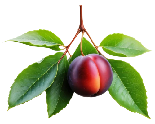 syzygium,european plum,syzygium aromaticum,blood plum,indian jujube,syzygium malaccense,bladder cherry,tamarillo,colada morada,red plum,sapodilla,syzygium jambos,davidson's plum,chile de árbol,purple chestnut,great cherry,flesh-red horse chestnut,plum,grape seed extract,drupe,Illustration,Retro,Retro 25