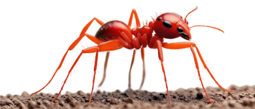 ant,termite,soldier beetle,fire ants,carpenter ant,mantidae,earwig,black ant,ants,ant hill,hymenoptera,red bugs,lamnidae,colubridae,lymantriidae,ocypodidae,mound-building termites,pomacanthidae,cricket-like insect,halictidae,Art,Classical Oil Painting,Classical Oil Painting 18