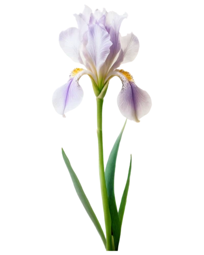 flowers png,tulipan violet,turkestan tulip,iris japonica,violet tulip,tulip white,algerian iris,iris,white with purple,irises,wild iris,iris versicolor,crown chakra flower,cretan crocus,saffron crocus,crocus,lisianthus,pontederia,tulip,purple crocus,Illustration,Children,Children 02