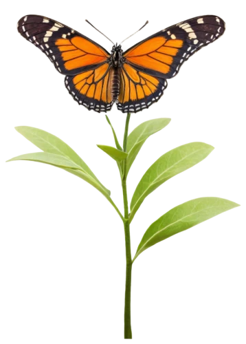 viceroy (butterfly),euphydryas,butterfly vector,butterfly clip art,vanessa (butterfly),monarch butterfly,polygonia,melitaea,orange butterfly,hesperia (butterfly),butterfly background,butterfly isolated,butterfly milkweed,gatekeeper (butterfly),lepidoptera,lepidopterist,c butterfly,julia butterfly,isolated butterfly,monarch,Photography,Documentary Photography,Documentary Photography 30