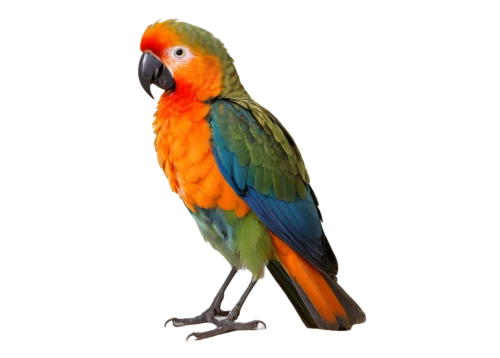 sun conure,macaw hyacinth,light red macaw,scarlet macaw,sun conures,macaw,rainbow lory,conure,beautiful macaw,bird png,yellow macaw,rosella,blue and gold macaw,gouldian,caique,sun parakeet,guacamaya,parrot,toco toucan,king parrot,Art,Classical Oil Painting,Classical Oil Painting 14